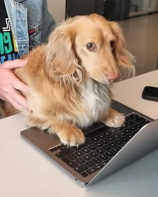 Olof’s golden long-haired dog sitting on an open laptop, with his paws on the keyboard.